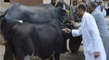 الأمن الغذائي في مصر: الخدمات البيطرية تؤكد سلامة اللحوم والسيطرة التامة على الوضع الوبائي